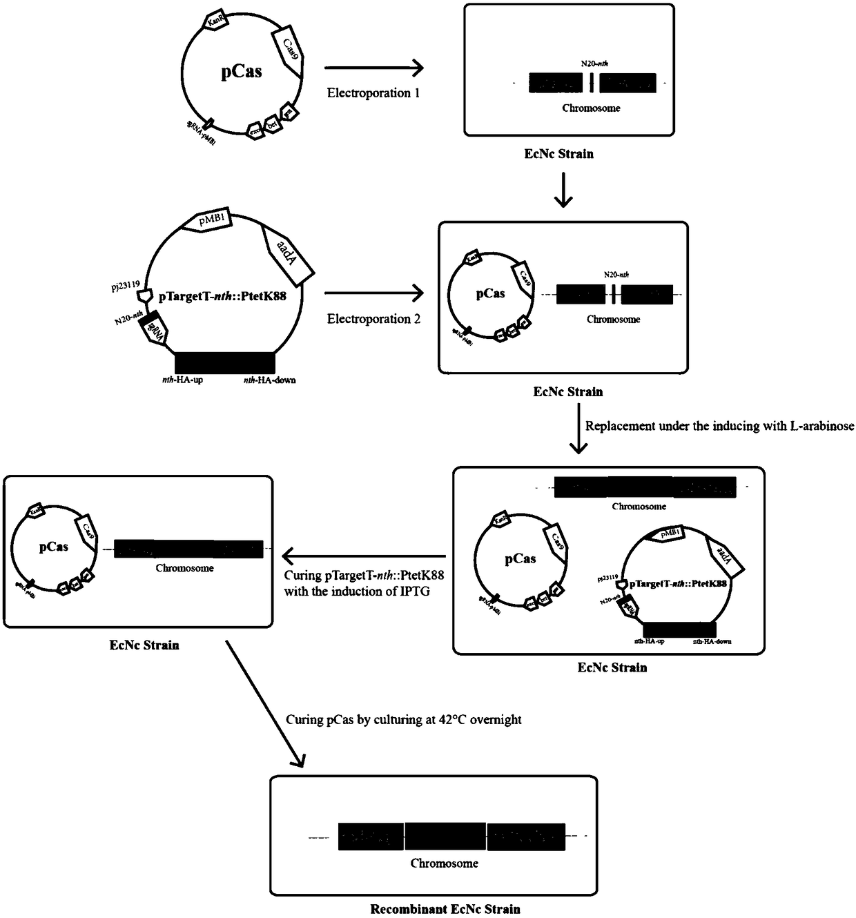 Probiotics cloned strain of integrated single copy functional F4 pili operon gene, construction method and application