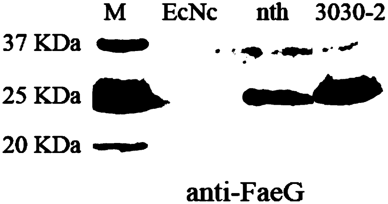 Probiotics cloned strain of integrated single copy functional F4 pili operon gene, construction method and application