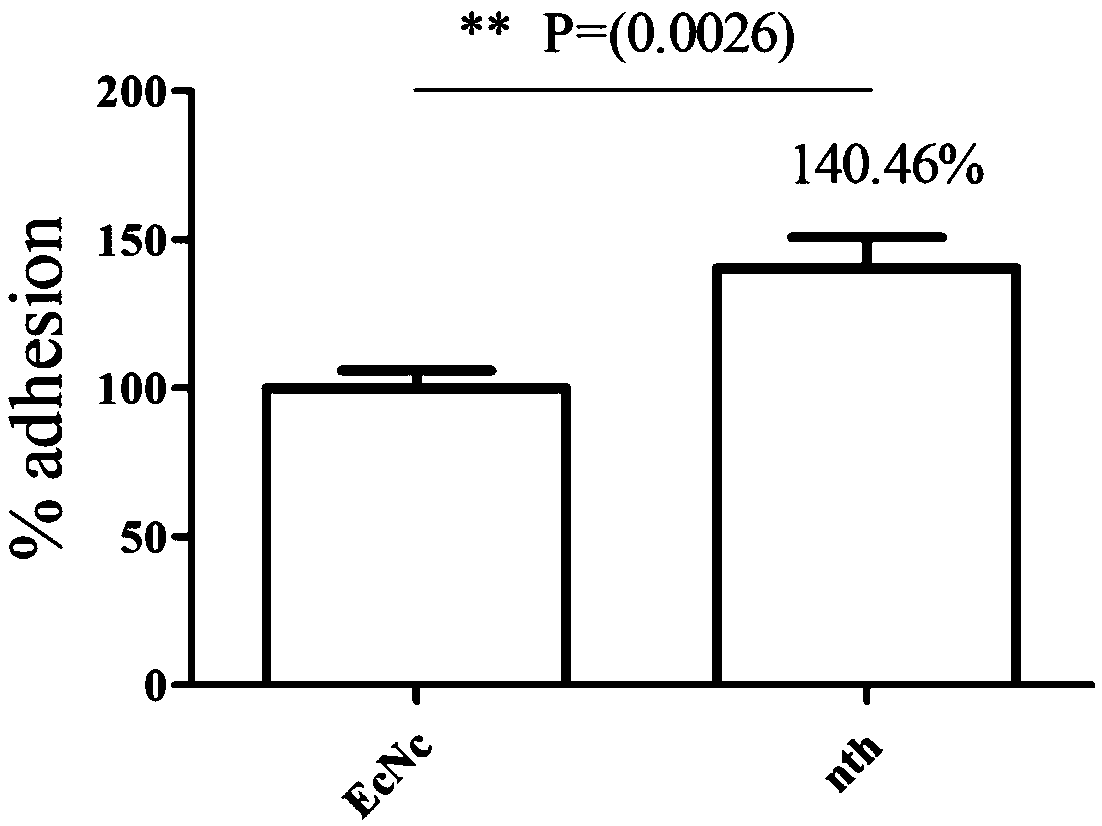 Probiotics cloned strain of integrated single copy functional F4 pili operon gene, construction method and application