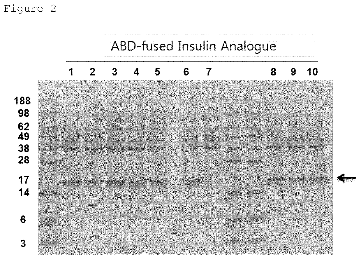 Method for producing active form of long-acting insulin analogue derivative using clostripain