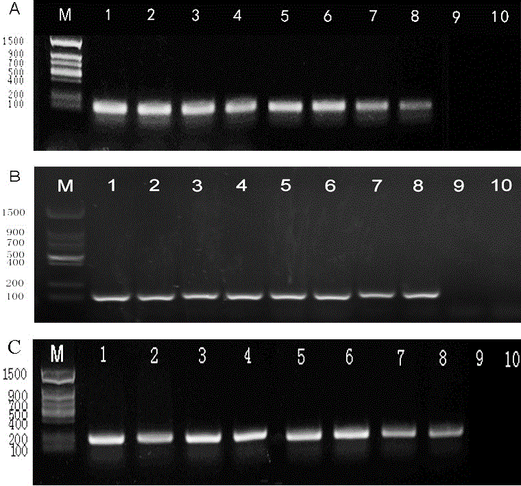 Real-time fluorescence quantification PCR primers and probes for identifying three kinds of pratylenchus coffeae on sugarcane and kit thereof