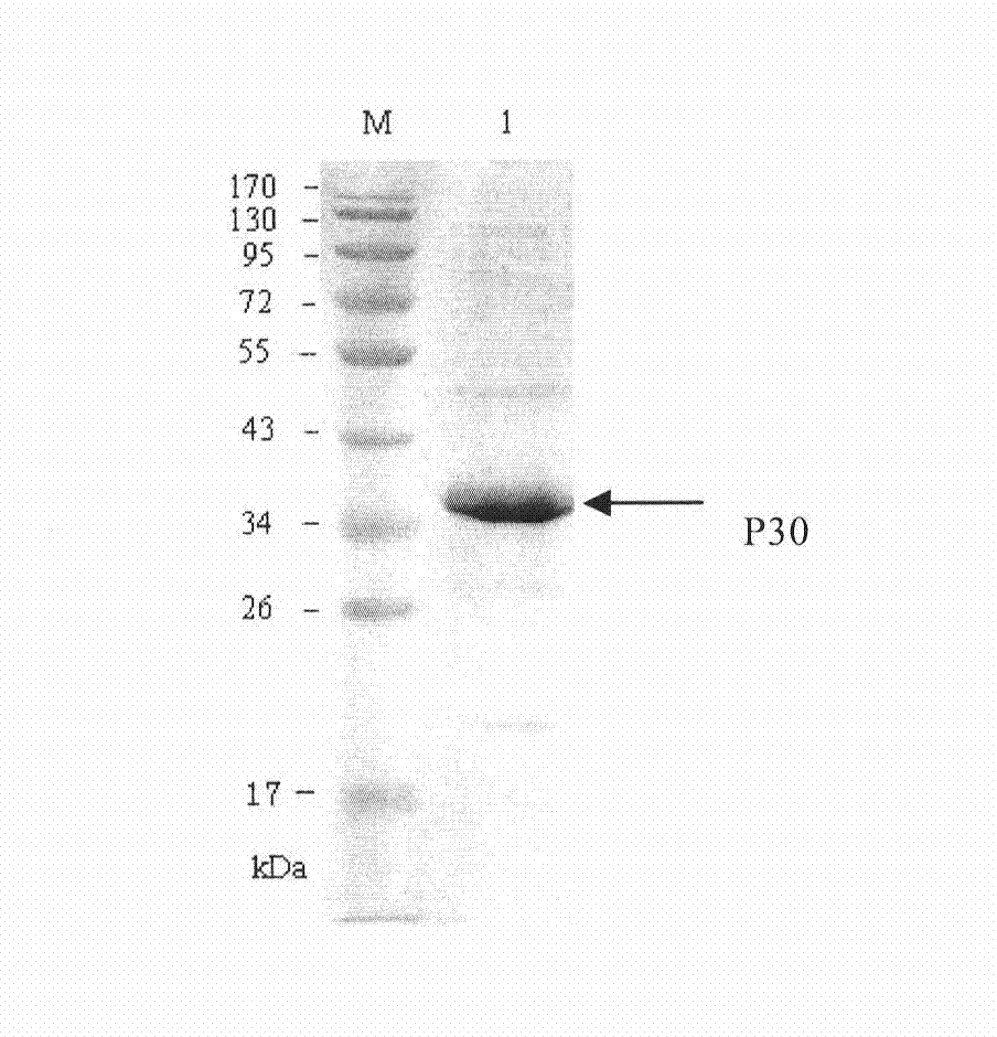 Competitive ELISA kit for detecting african swine fever virus antibody and purposes thereof