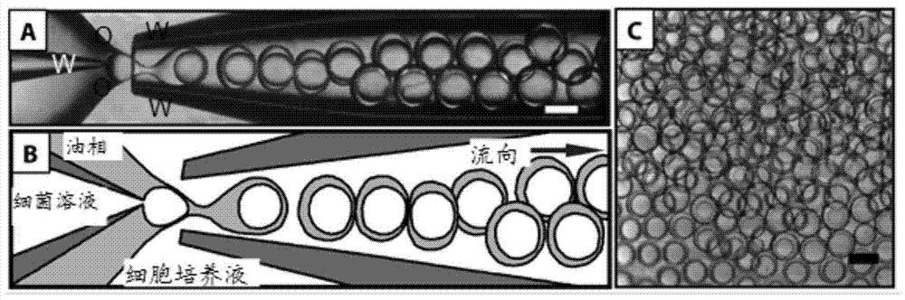 An experimental method for improving the output power of microbial fuel cells using droplet microfluidic technology