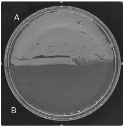 Biological bacterial fertilizer, preparation method of biological bacterial fertilizer and application in prevention and treatment for southern blight and improvement of soil environments