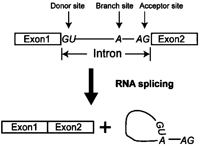 Genome editing method based on CRISPR (Clustered Regularly Interspaced Short Palindromic Repeat) system and application thereof