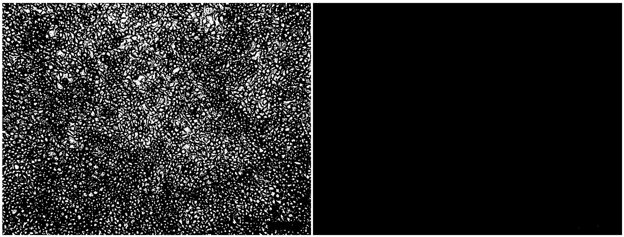 High sensitive fusion cell screening method