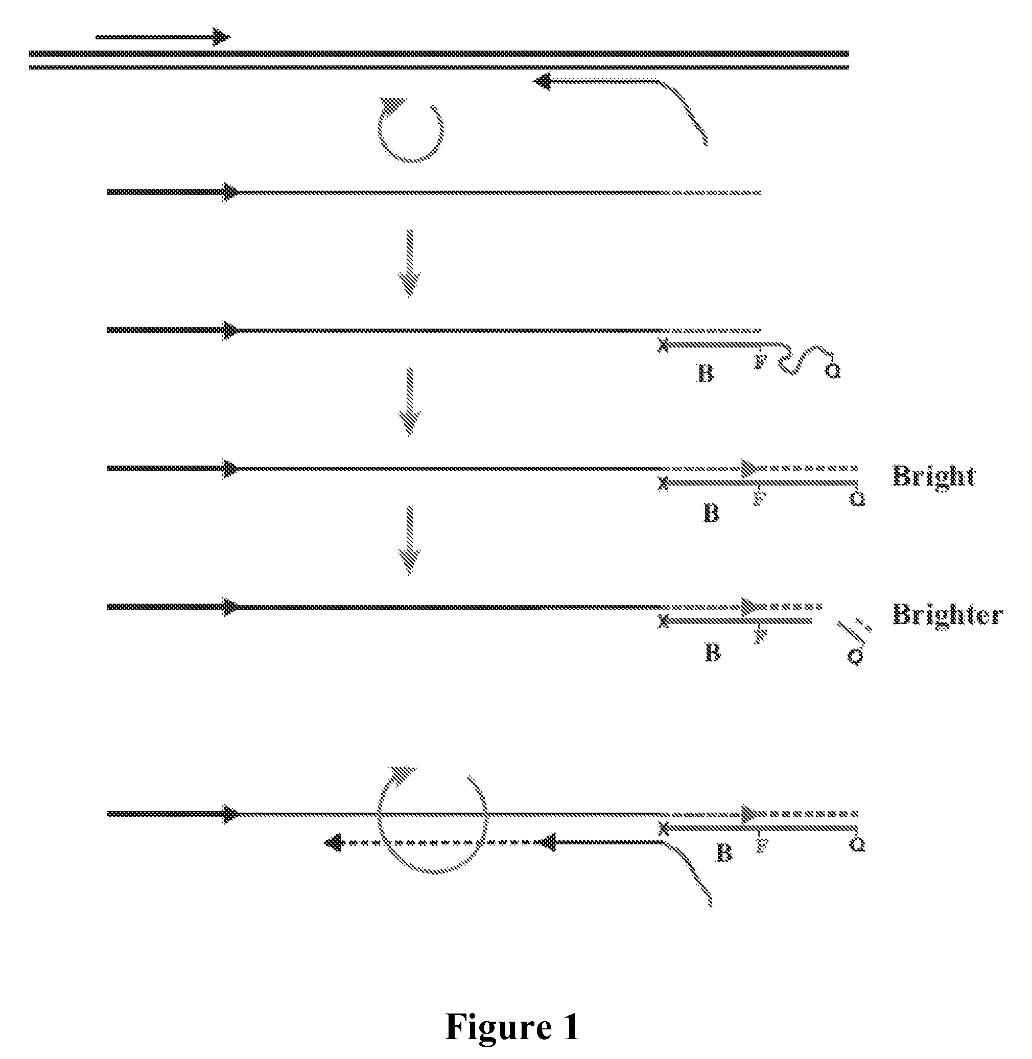 Dual Function Primers for Amplifying DNA and Methods of Use