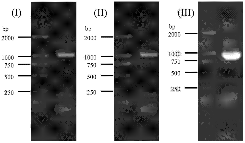 Aldehyde ketoreductase bacterial strain, aldehyde ketoreductase gene, vector, engineering bacteria and application thereof