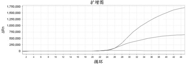 Composition, kit, method for detecting sars-cov-2 and use thereof