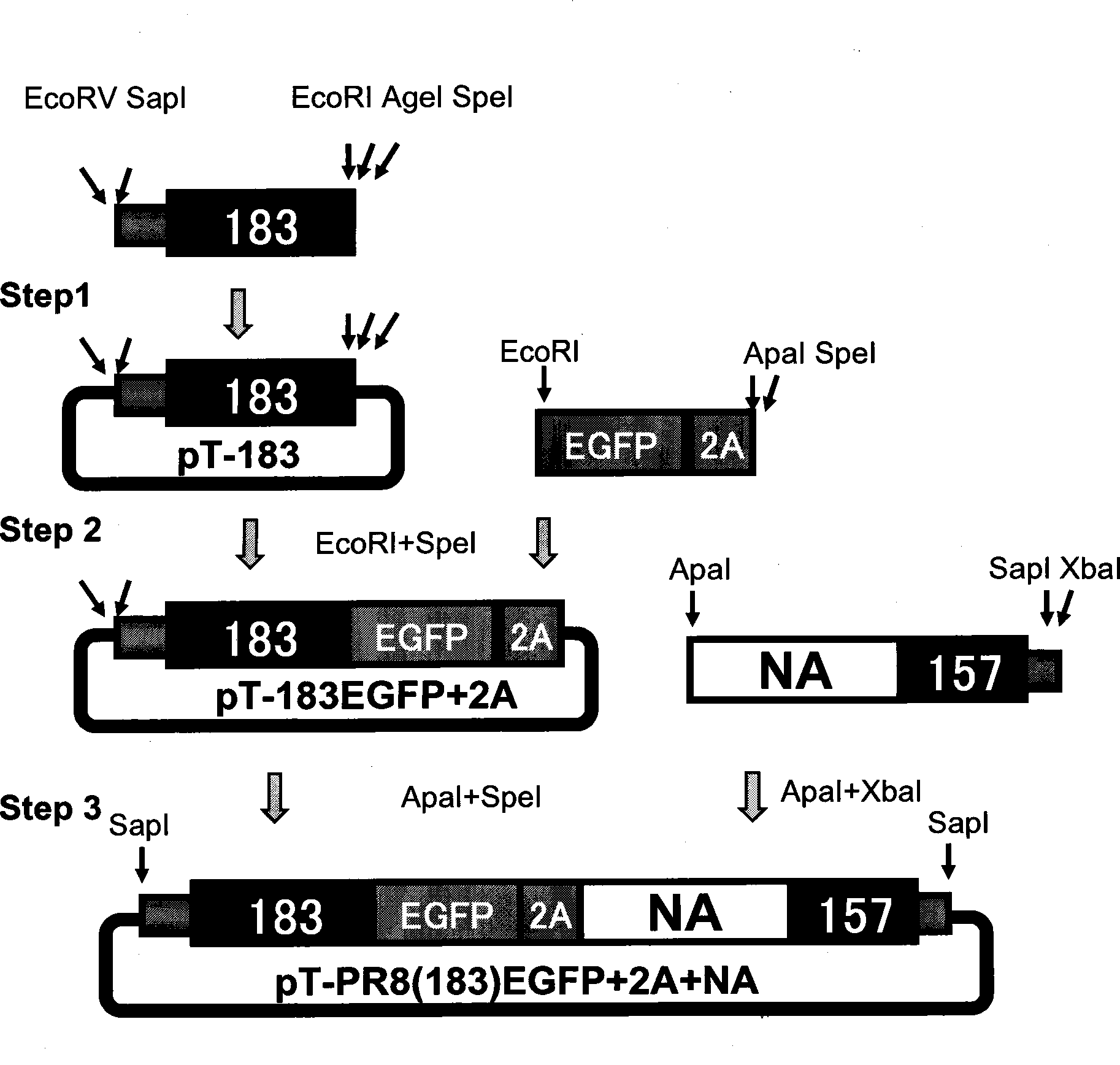 Recombinant influenza virus vector carrying foreign genes in NA segment and preparation method and application thereof