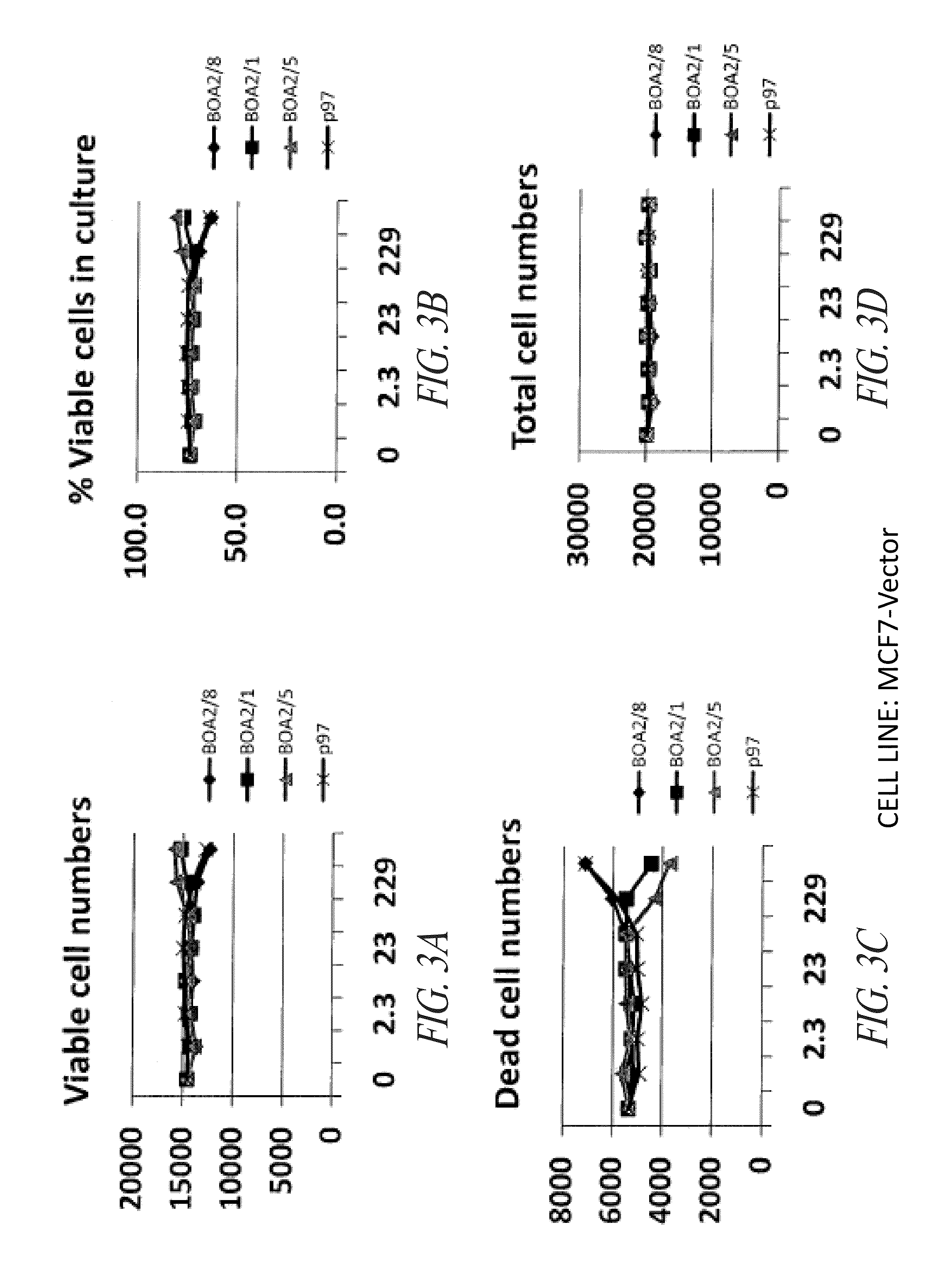 P97-antibody conjugates and methods of use