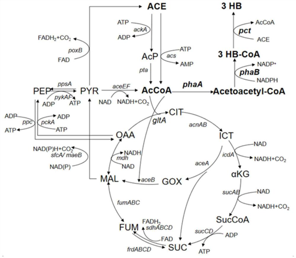 Construction method and application of metabolic engineering escherichia coli strain for producing (R)-3-hydroxybutyric acid by using acetic acid or salt thereof