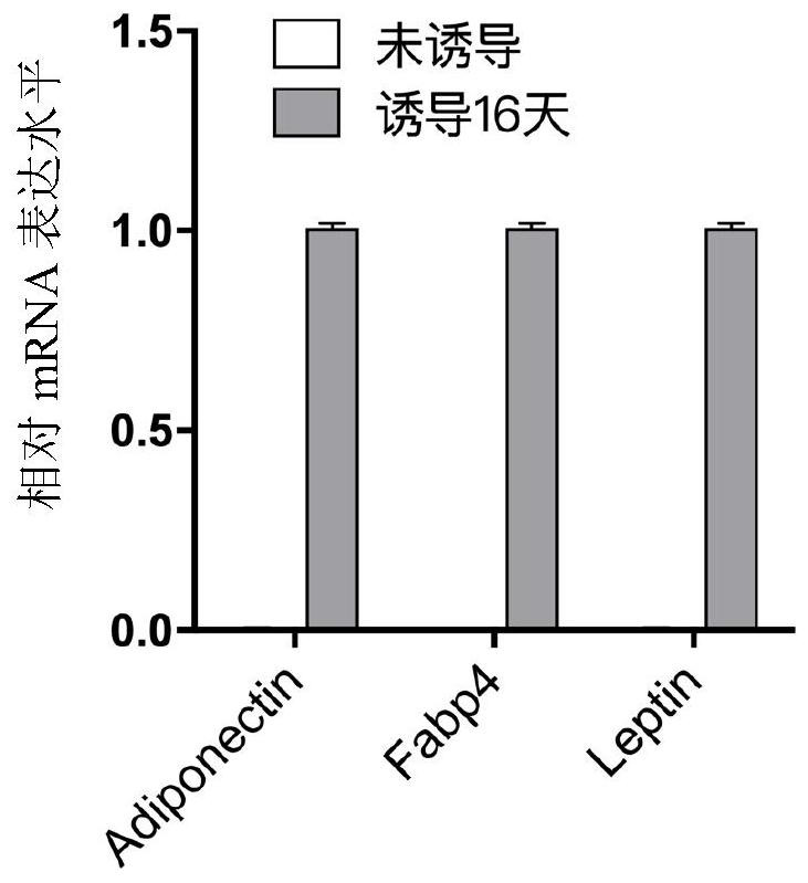 Method for inducing human skin fibroblasts to differentiate into adipocytes in vitro