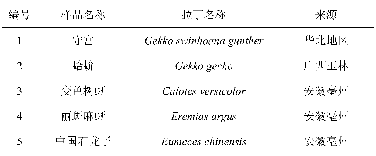 A kind of specific primer, kit and identification method for identifying traditional Chinese medicine gecko