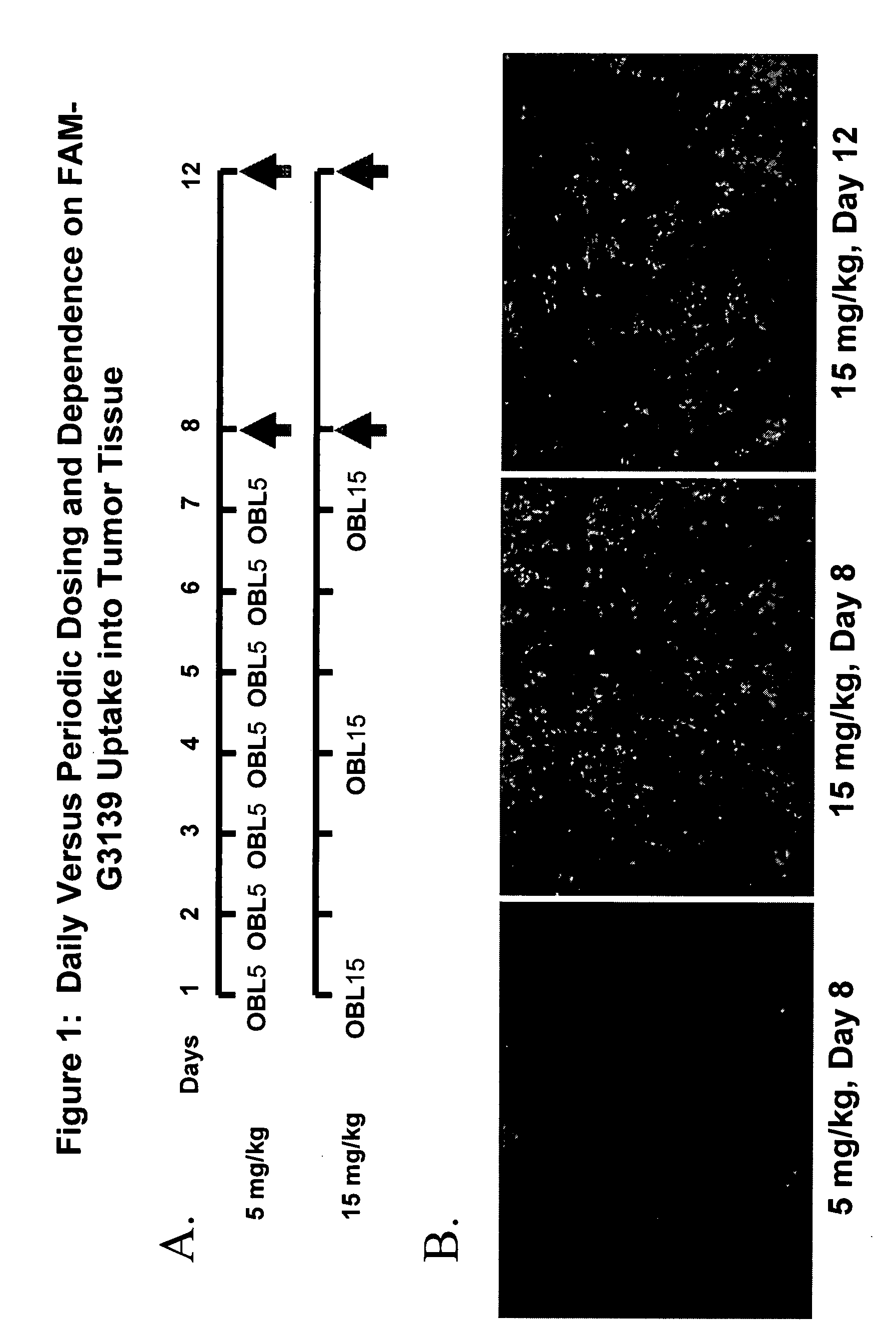 Dosing and scheduling of oligomers