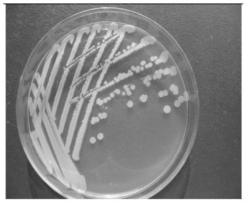 Method for inhibiting tobacco black shank by combining bacterial fertilizer with fermentation bacterial solution