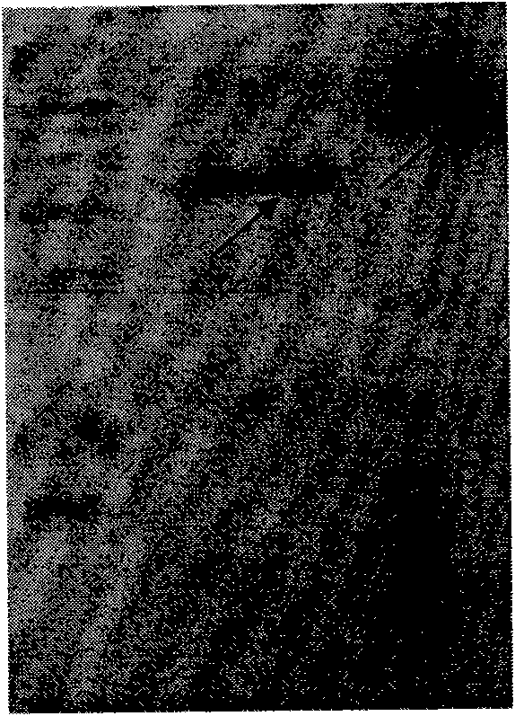 Transformant for blocking effect of porcine somatostatin by oral immunization and application thereof