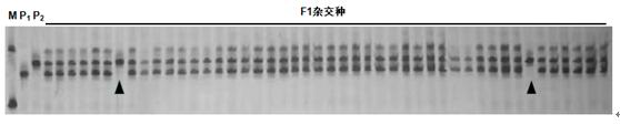 A primer for detecting the purity of Jinxia No. 3 Chinese cabbage seeds and its application