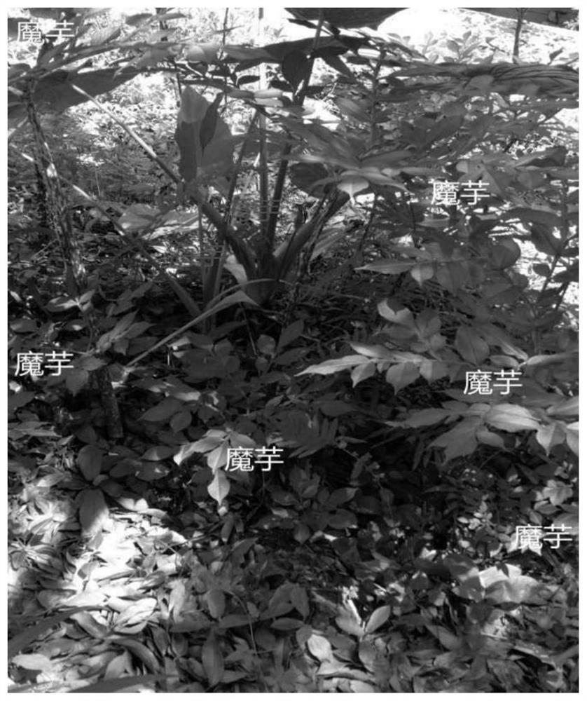 Method for disease-resistant cultivation of amorphophallus rivieri durieu under low-altitude forests