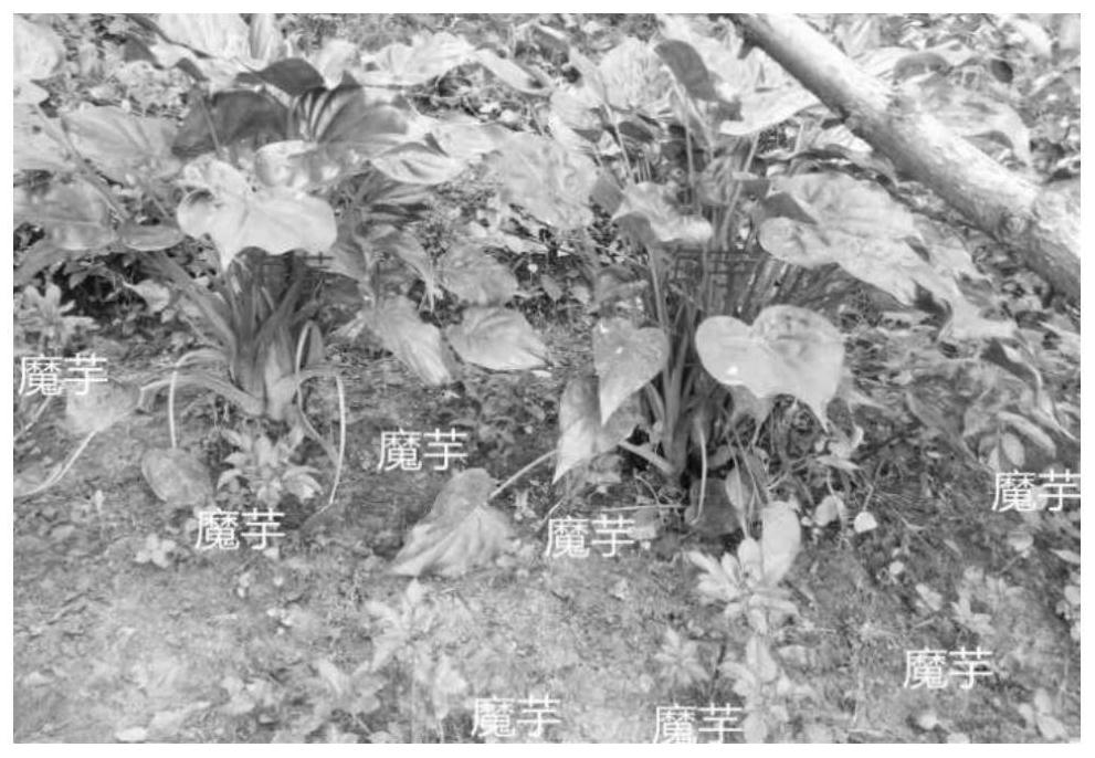 Method for disease-resistant cultivation of amorphophallus rivieri durieu under low-altitude forests