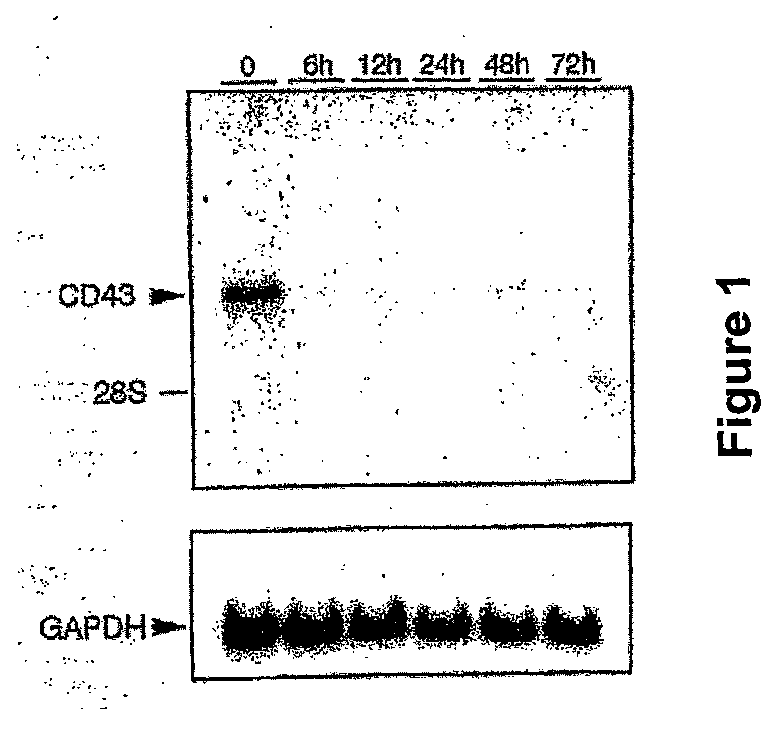 Methods for diagnosing and treating tumors and suppressing cd promoters