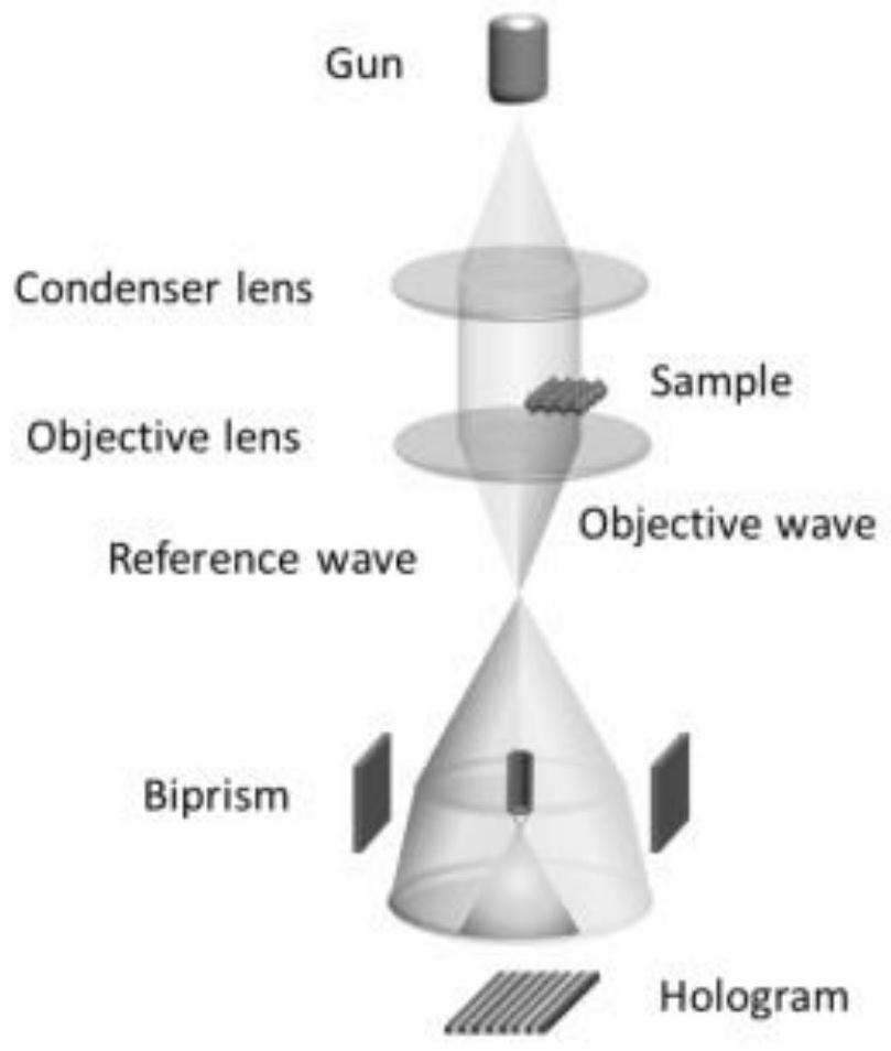 Method for exploring influence of interface potential on lithium ion transportation by using electronic holography