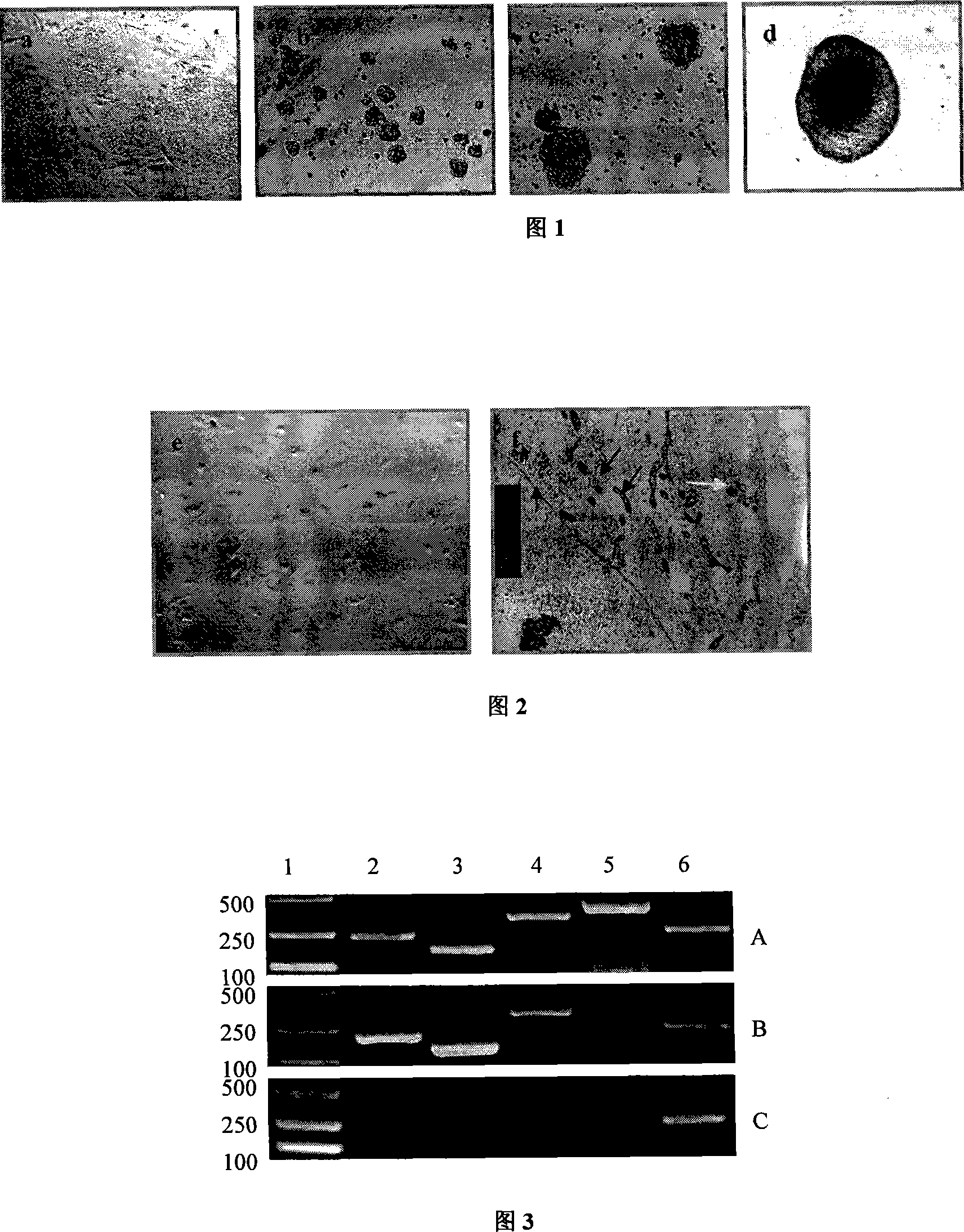 Method for creating hepatocyte by human embryo stem cell external evoked differentiation