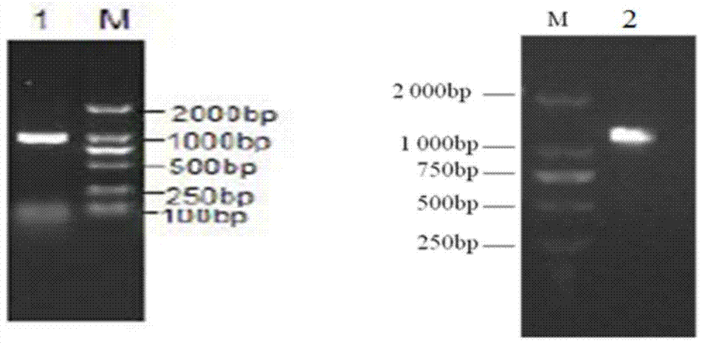 Pneumolysin (Ply) mutant and application thereof as mucosal immunoadjuvant