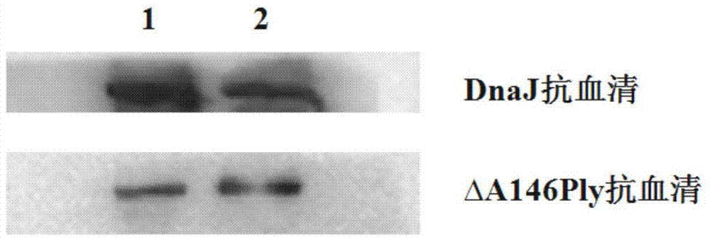 Pneumolysin (Ply) mutant and application thereof as mucosal immunoadjuvant