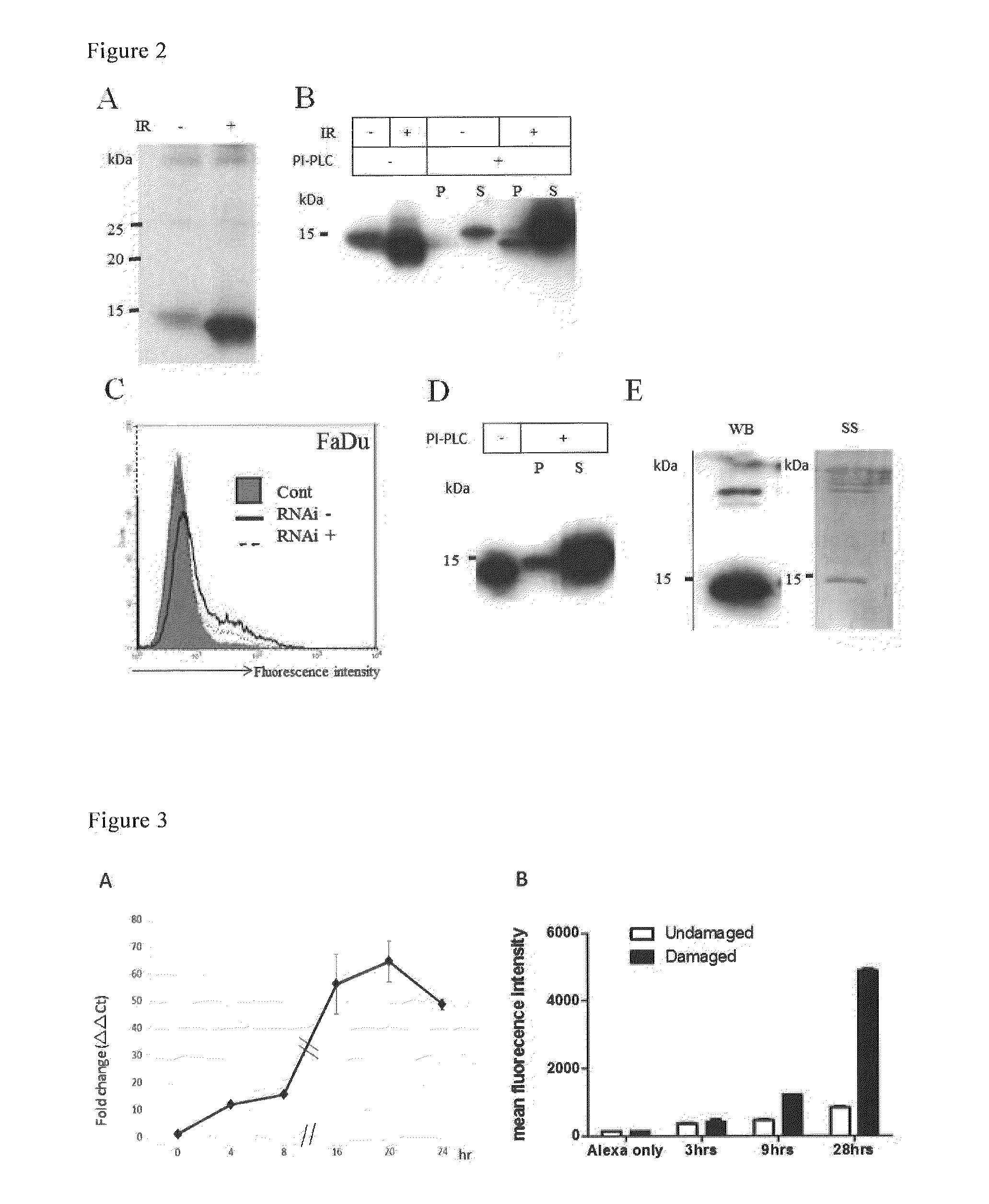 Antibody for detecting DNA damage in cells utilizing cell membrane surface antigen Ly6D