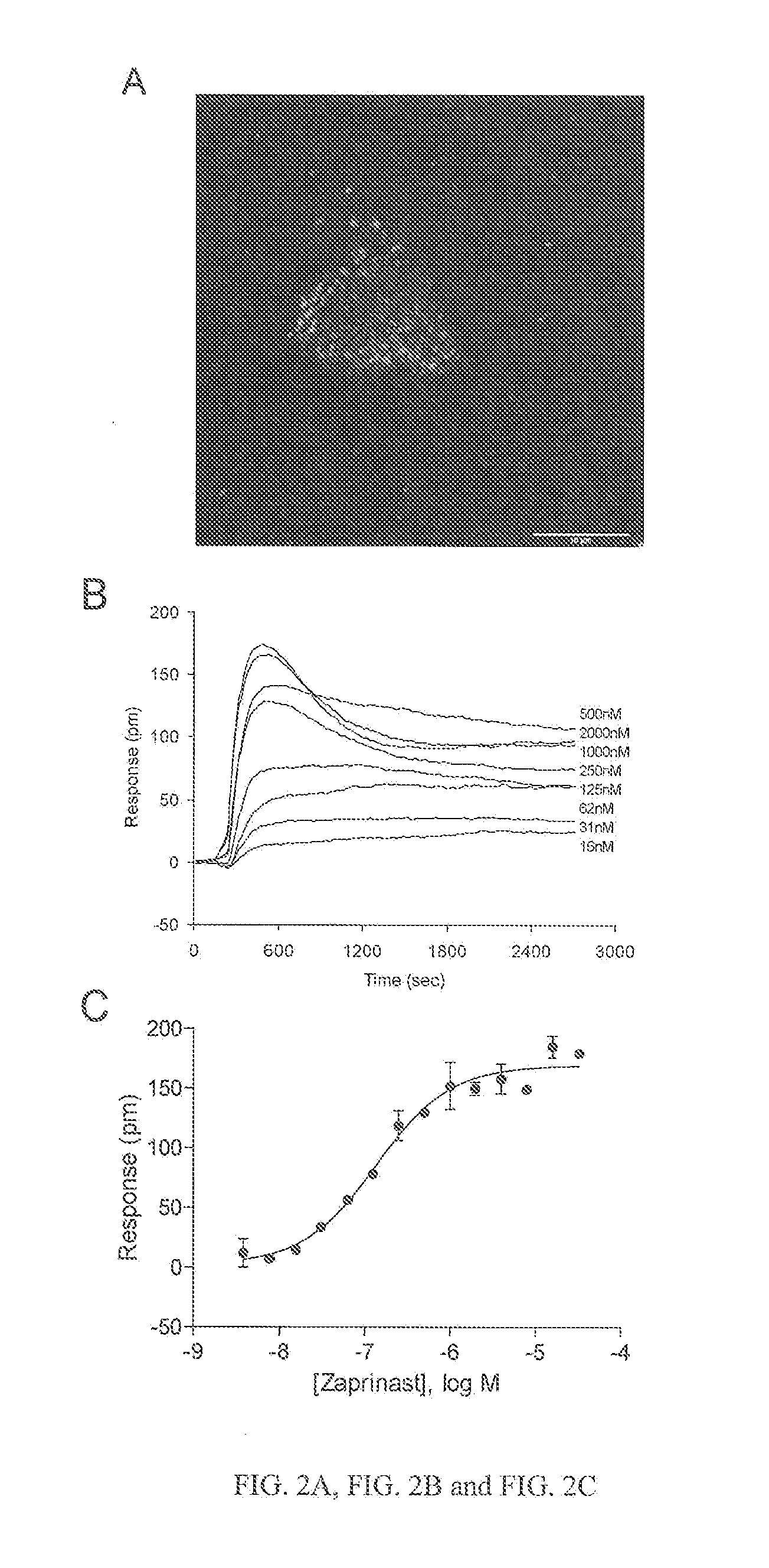 Compositions and methods for the treatment of pathological condition(s) related to GPR35 and/or GPR35-herg complex