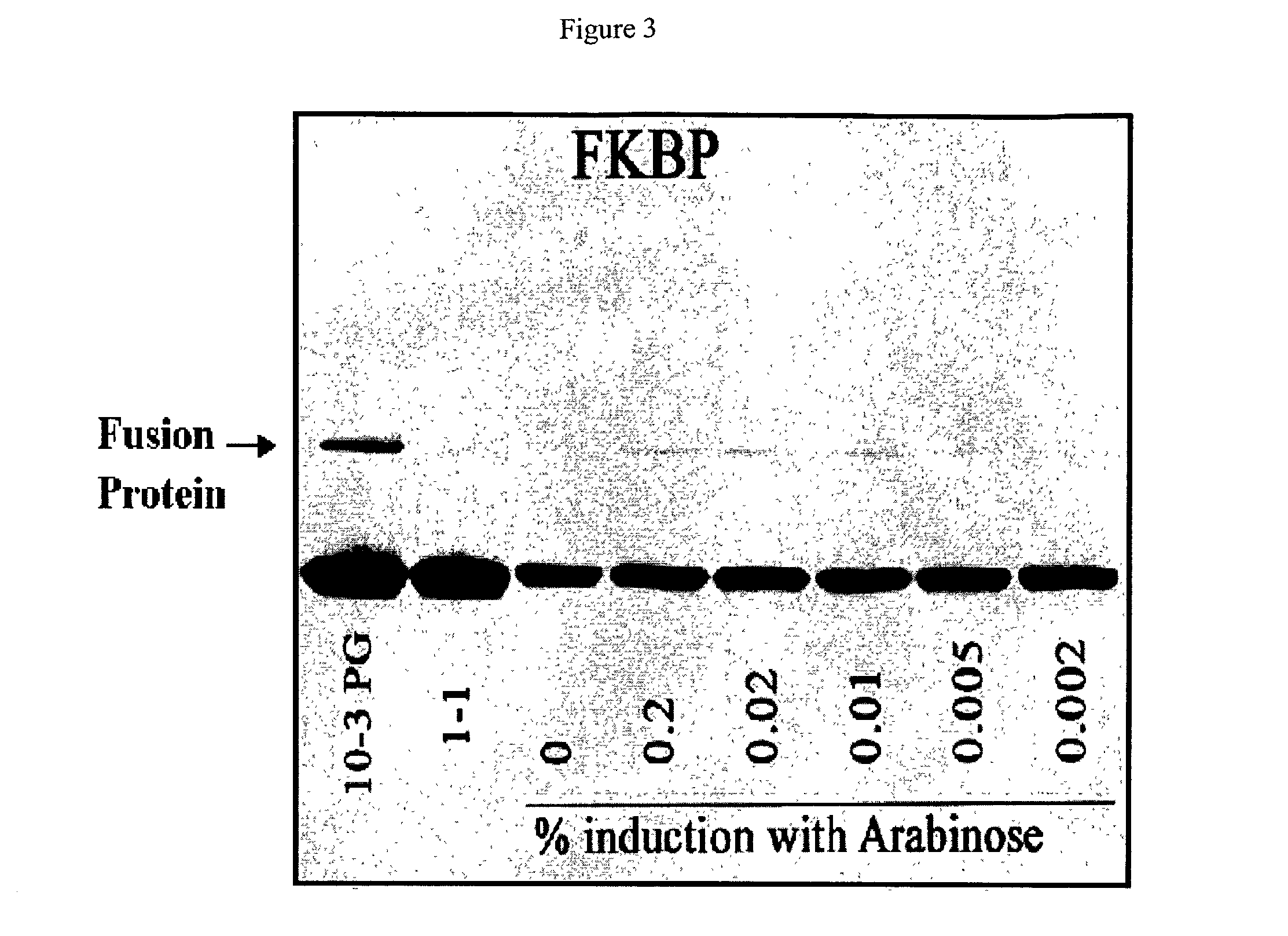 Uncoupling of DNA insert propagation and expression of protein for phage display