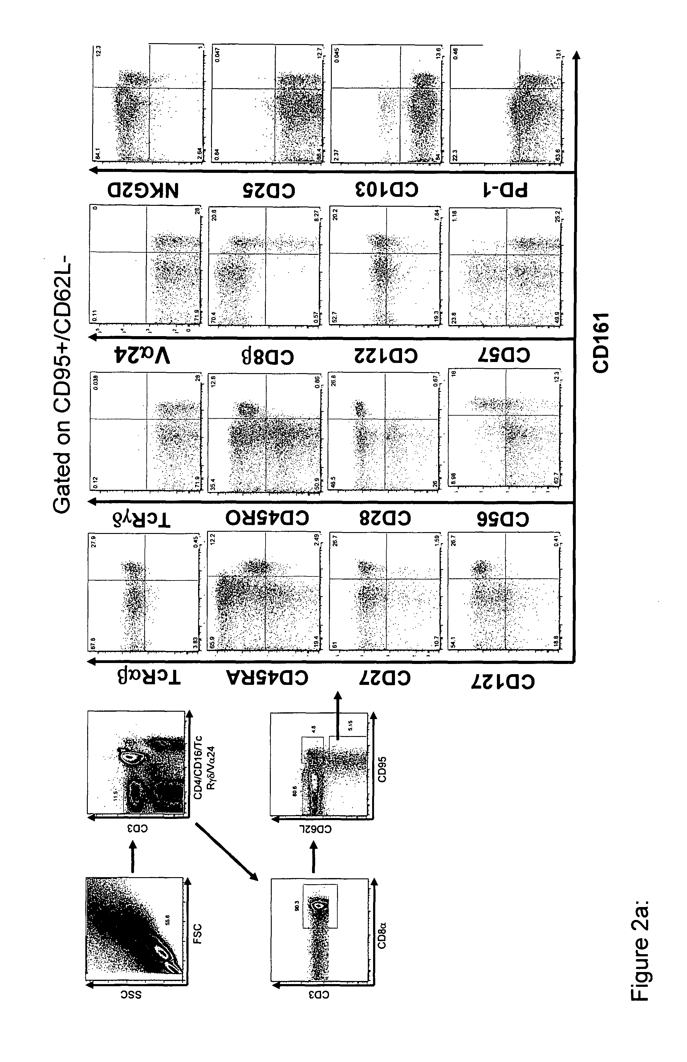 Identification of cd8+ t cells that are cd161hi and/or il18r (ALPHA) hi and have rapid drug efflux capacity