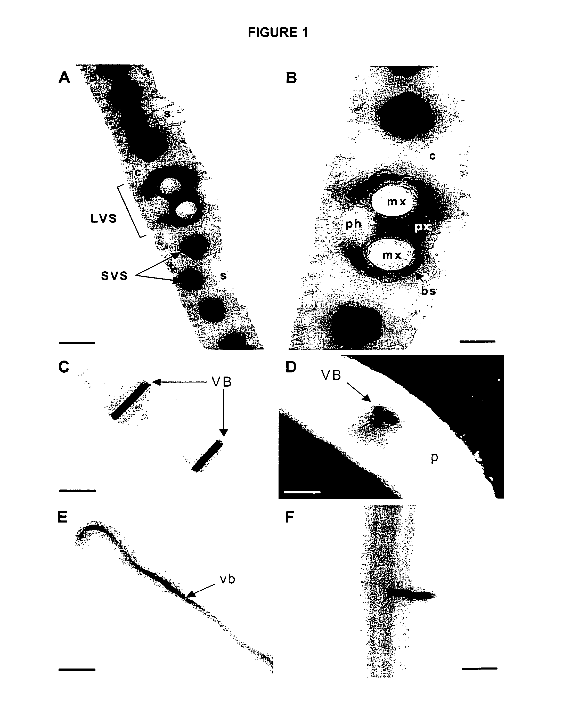 Cytokinin oxidase promoter from maize