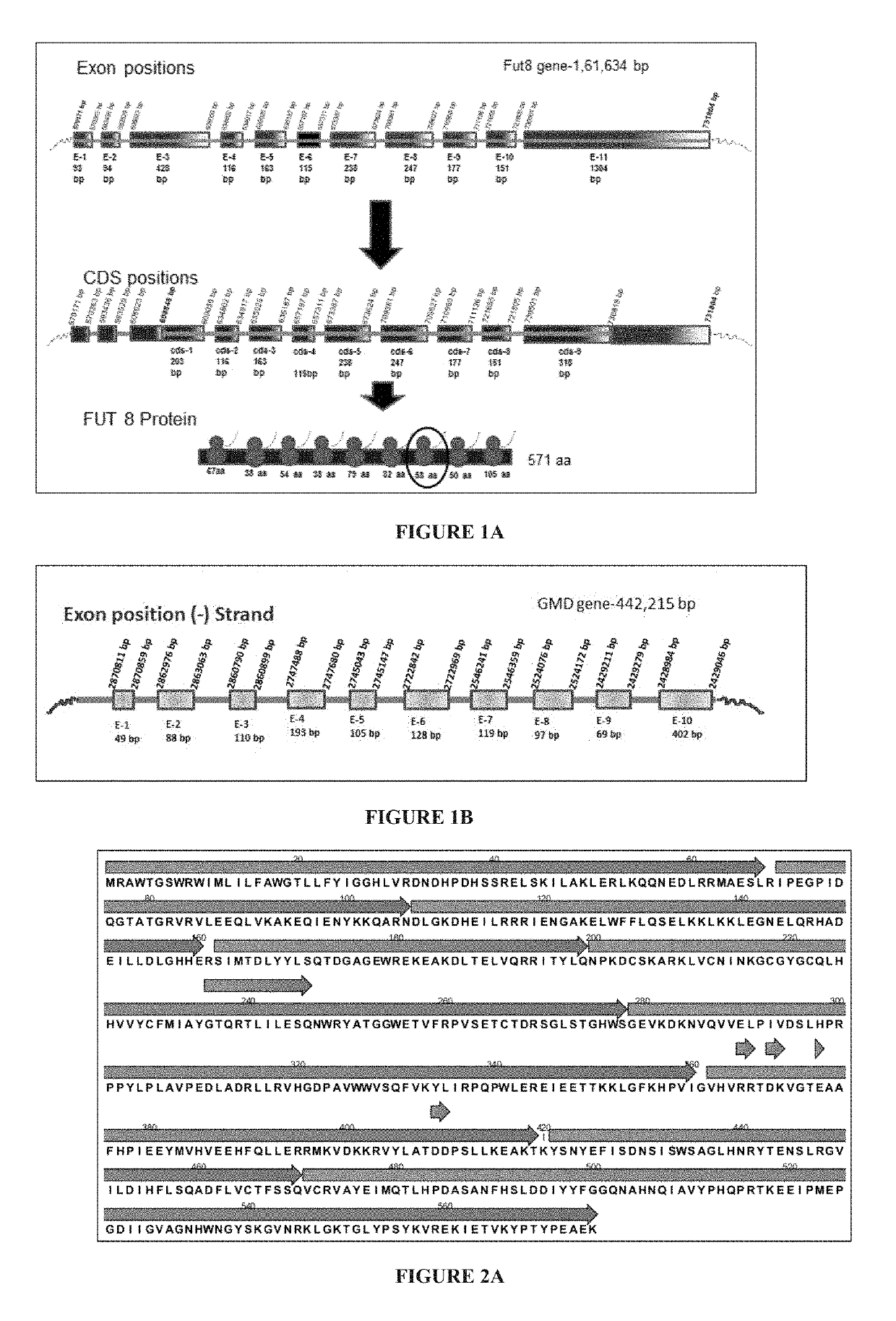 Dna-binding domain of crispr system, non-fucosylated and partially fucosylated proteins, and methods thereof