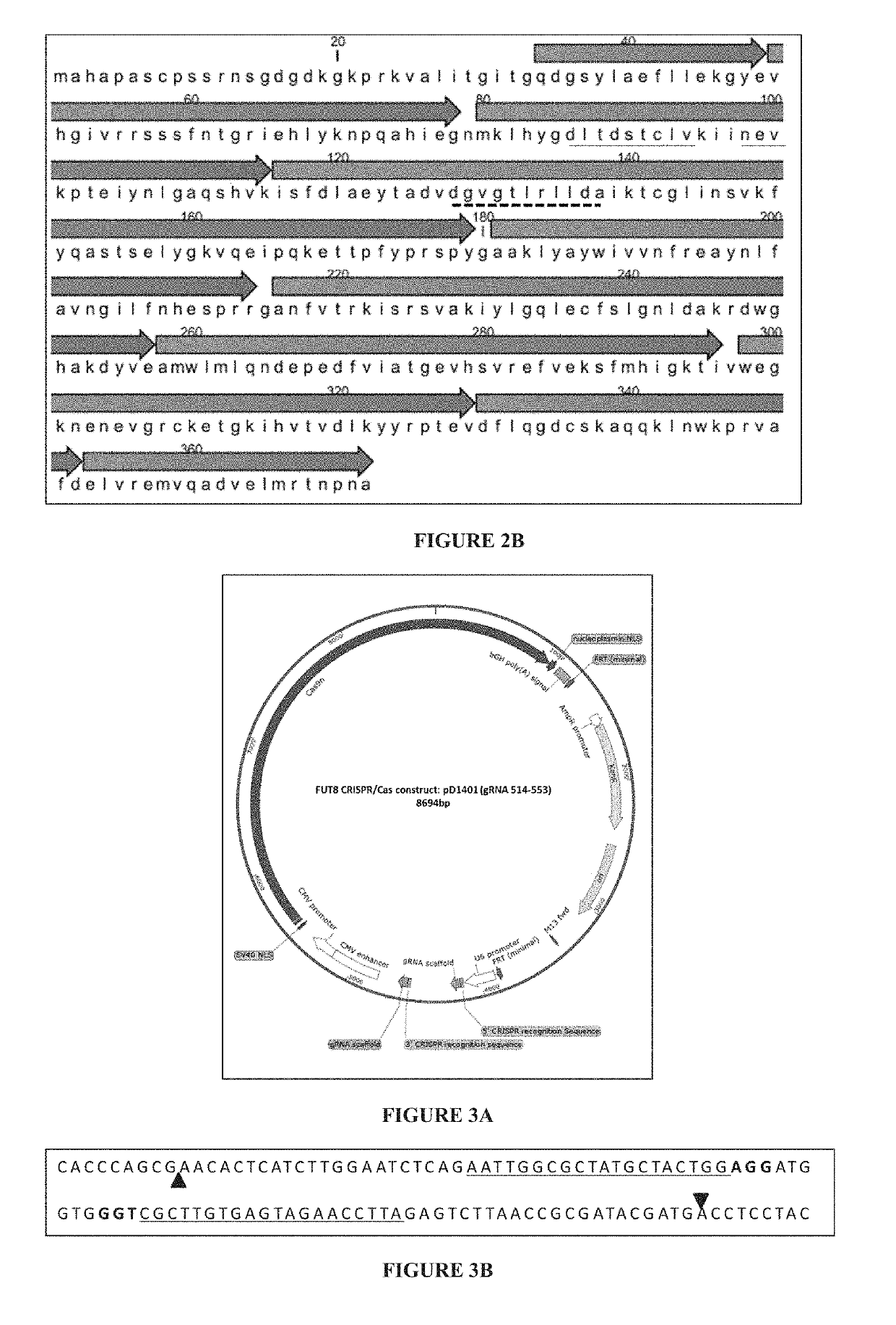 Dna-binding domain of crispr system, non-fucosylated and partially fucosylated proteins, and methods thereof