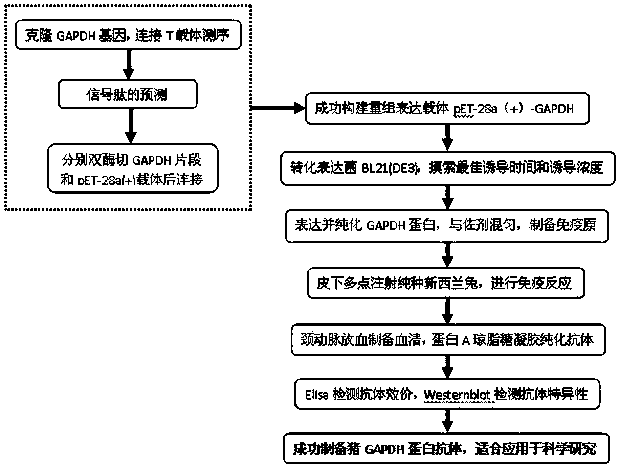 Swine GAPDH (Glyceraldehyde-3-Phosphate Dehydrogenase) protein antibody and preparation method and application thereof