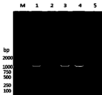Swine GAPDH (Glyceraldehyde-3-Phosphate Dehydrogenase) protein antibody and preparation method and application thereof