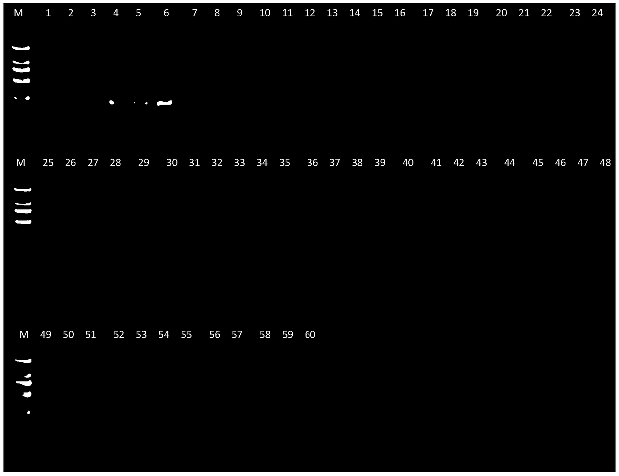 Identification of Mink-derived Components and Multiplex PCR Detection Kit for Mink, Rabbit, and Dog Components in Animal Products