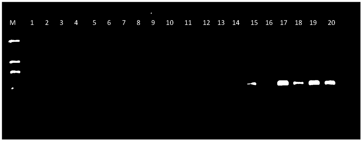 Identification of Mink-derived Components and Multiplex PCR Detection Kit for Mink, Rabbit, and Dog Components in Animal Products