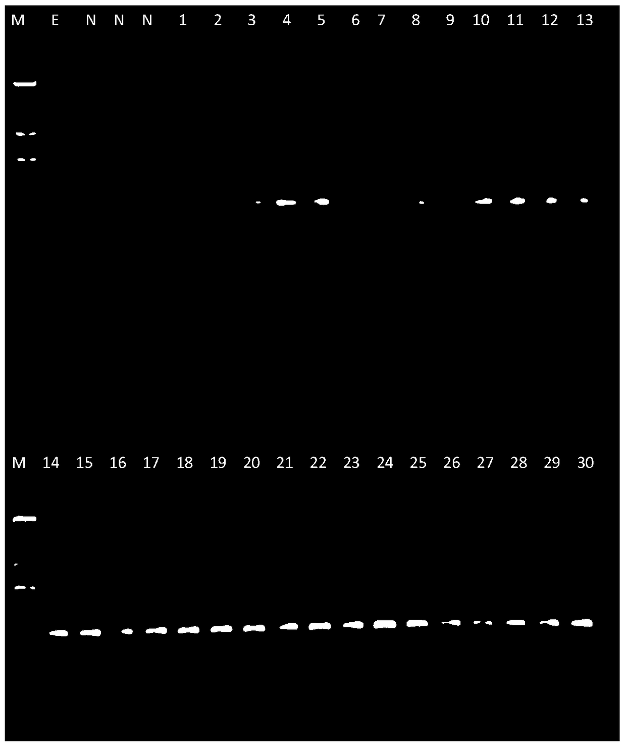 Identification of Mink-derived Components and Multiplex PCR Detection Kit for Mink, Rabbit, and Dog Components in Animal Products