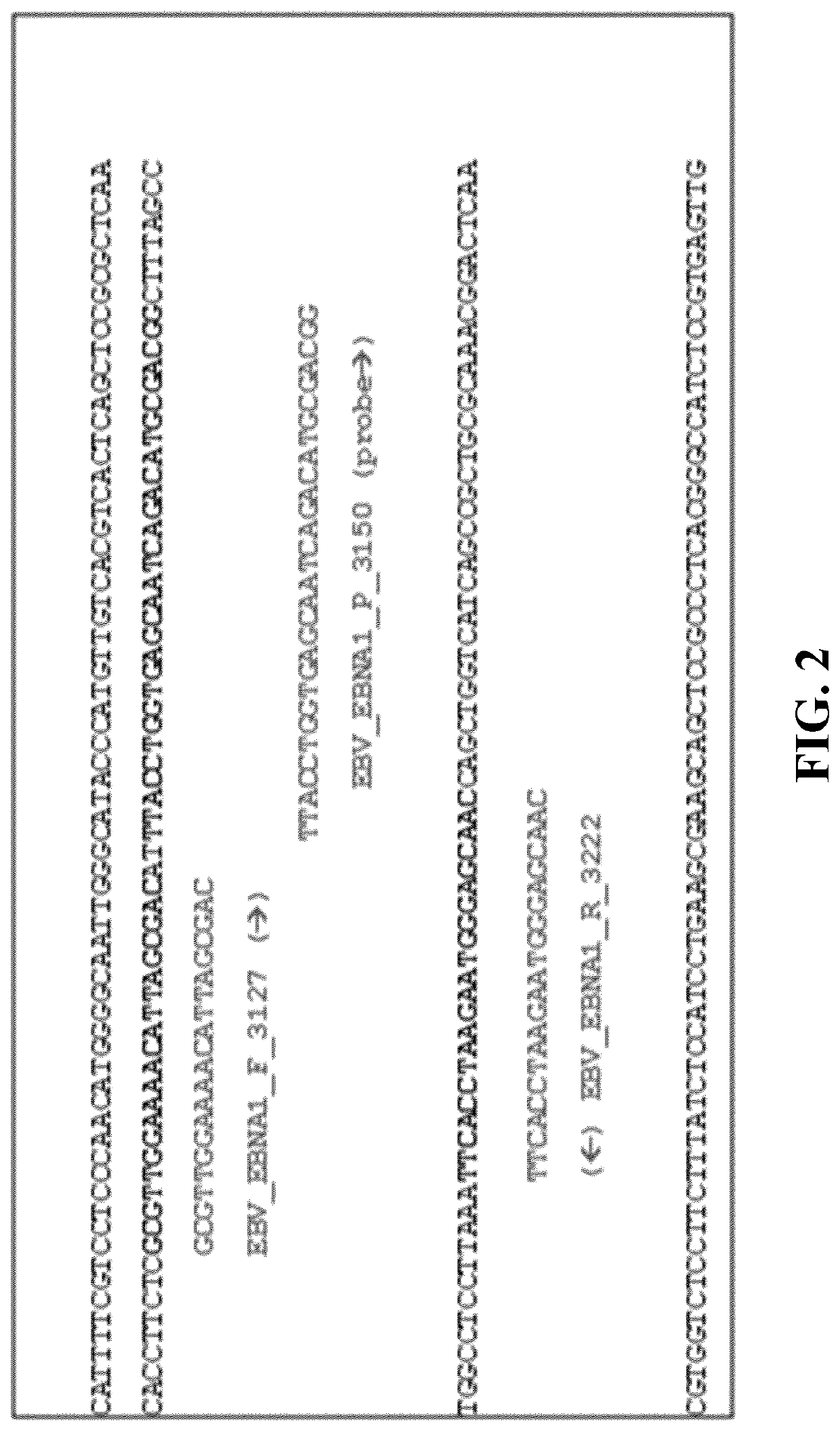 Compositions and methods for detection of epstein barr virus (EBV)