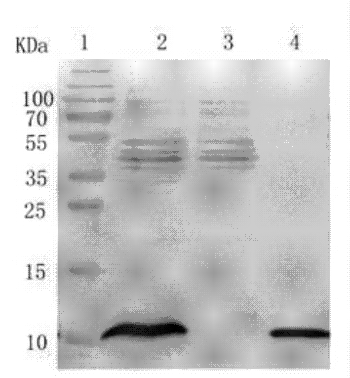 Pichia yeast recombinant bacterial strain highly expressing Neuritin truncated protein, and application thereof
