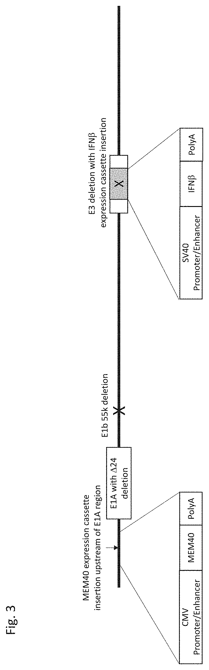 Replication-enhanced oncolytic adenoviruses