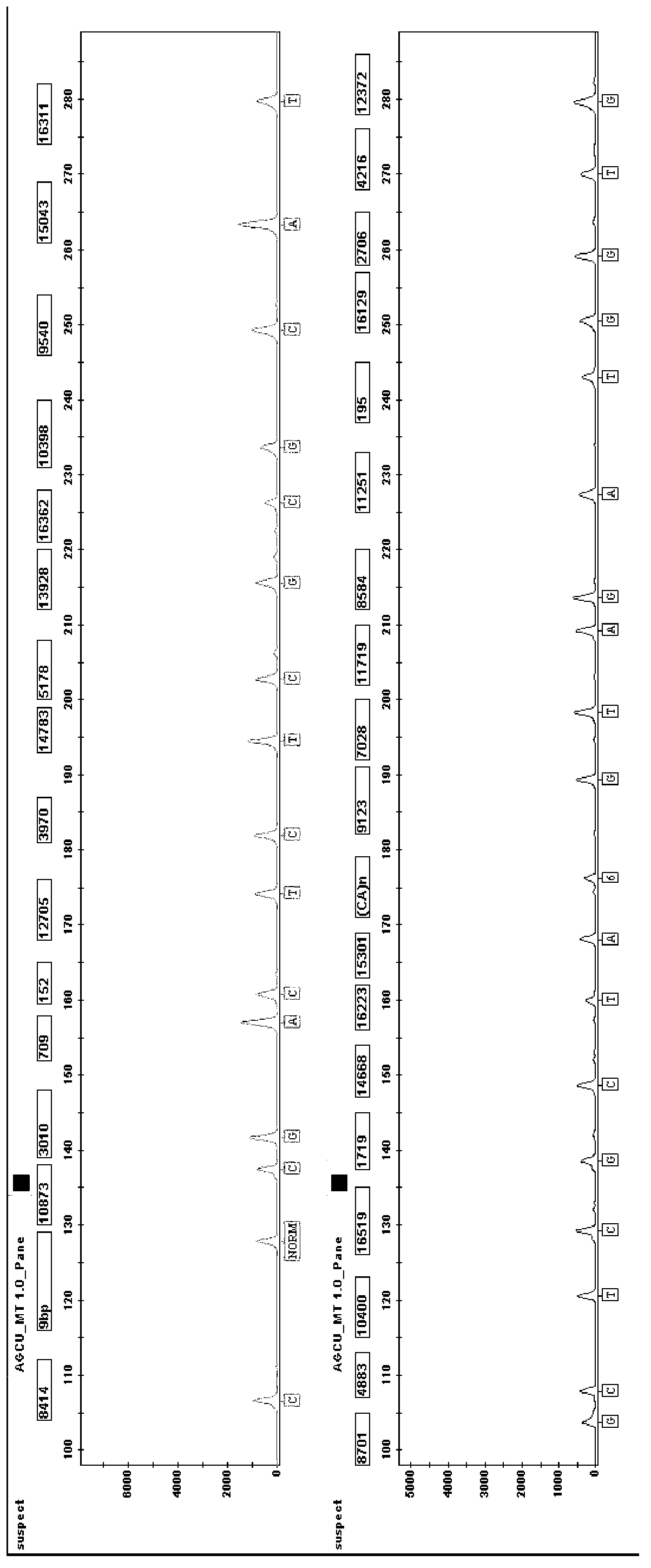 Mitochondrial SNP fluorescence labeling composite amplification kit and application thereof