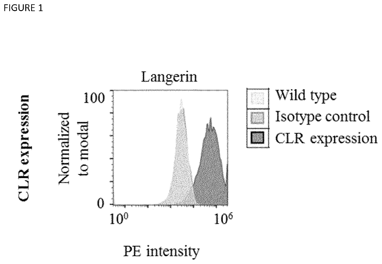 Langerin+ Cell Targeting