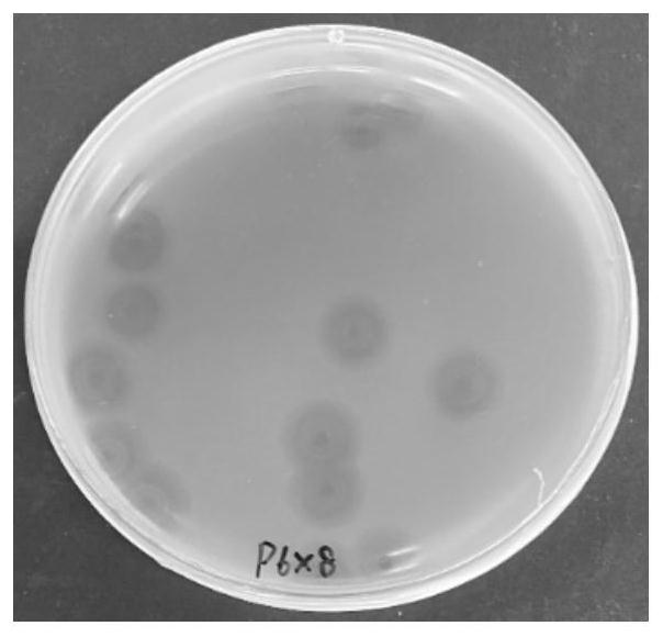 A Salmonella Phage with Wide Lysis Spectrum and Its Application
