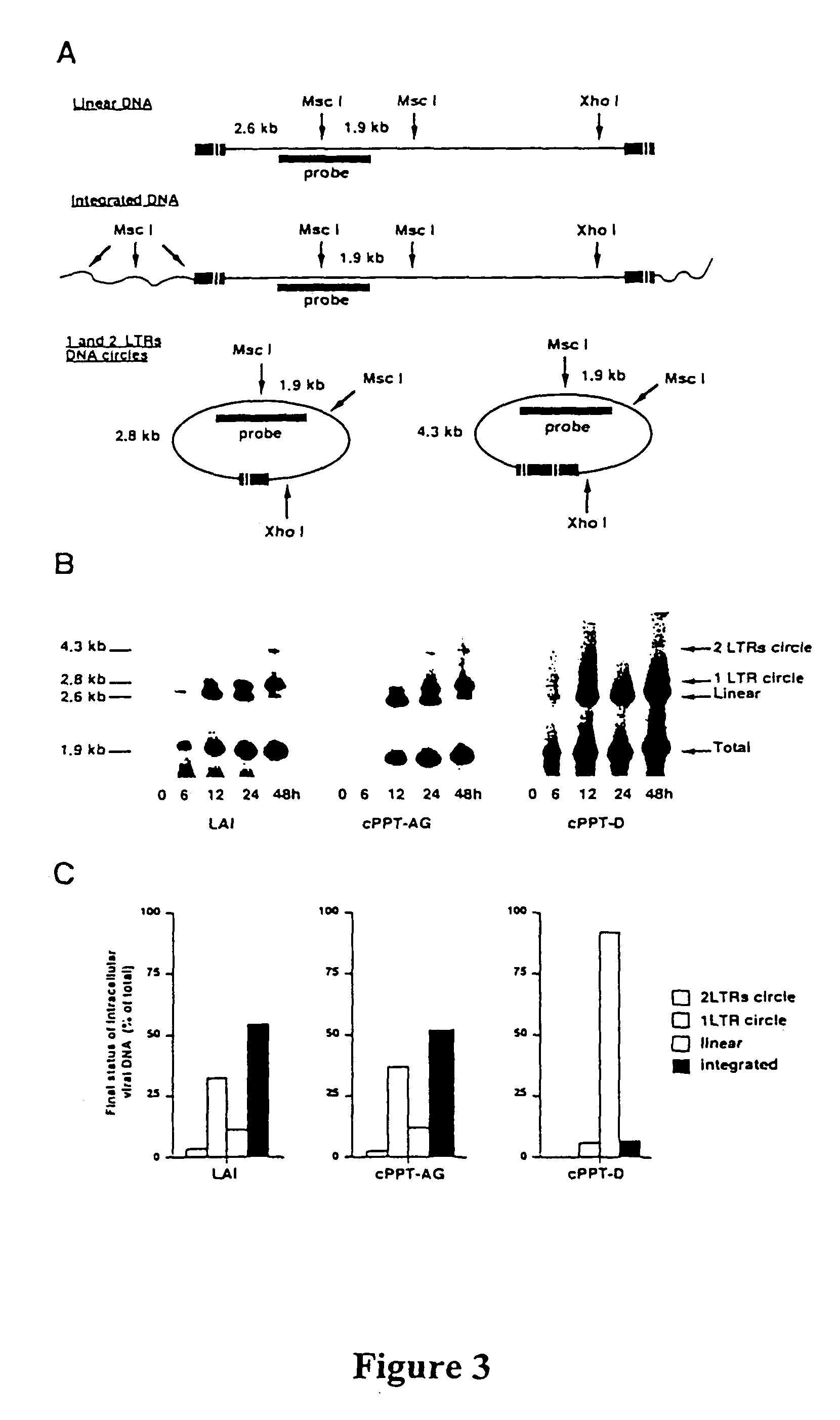 Lentiviral triplex DNA, and vectors and recombinant cells containing lentiviral triplex DNA