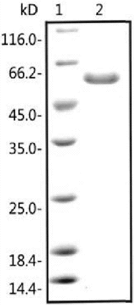 Seasonal influenza-RSV combined vaccine and preparation method and application thereof