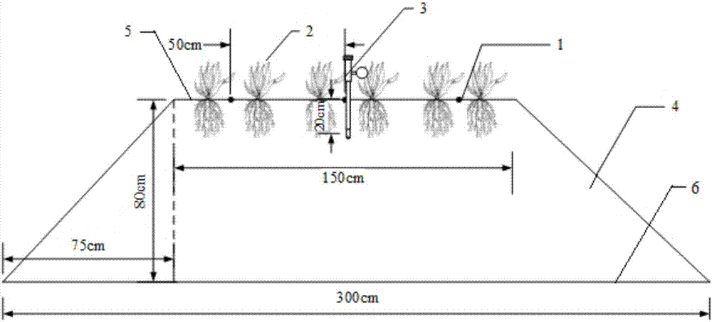 Method for planting astragalus adsurgens pall by using drip irrigation in arid region shallow groundwater strongly saline-alkaline soil